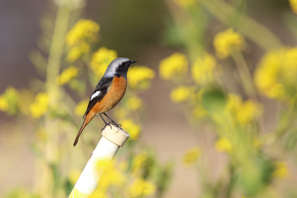 菜の花とジョウビタキ