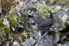 カワガラスの巣立ち雛（お決まりのポーズ）