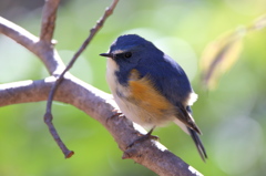 ルリビタキは、こう撮るのっ♪