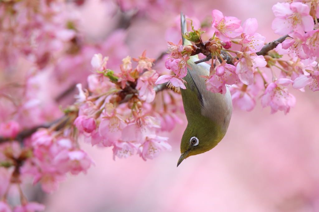 河津桜とメジロ