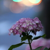 早朝の紫陽花（3）