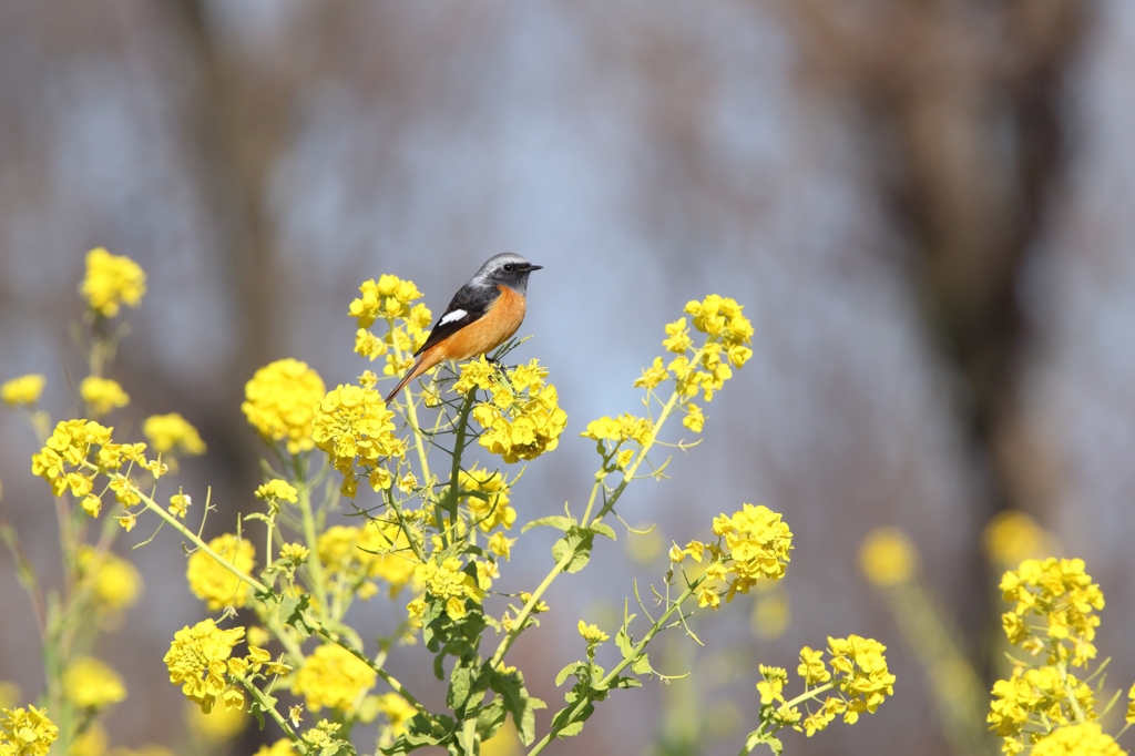 菜の花畑のジョウビタキ