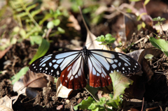 師走のアサギマダラ