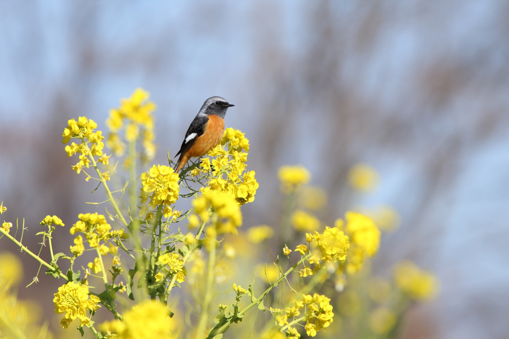 菜の花畑のジョウビタキ