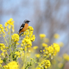 菜の花畑のジョウビタキ