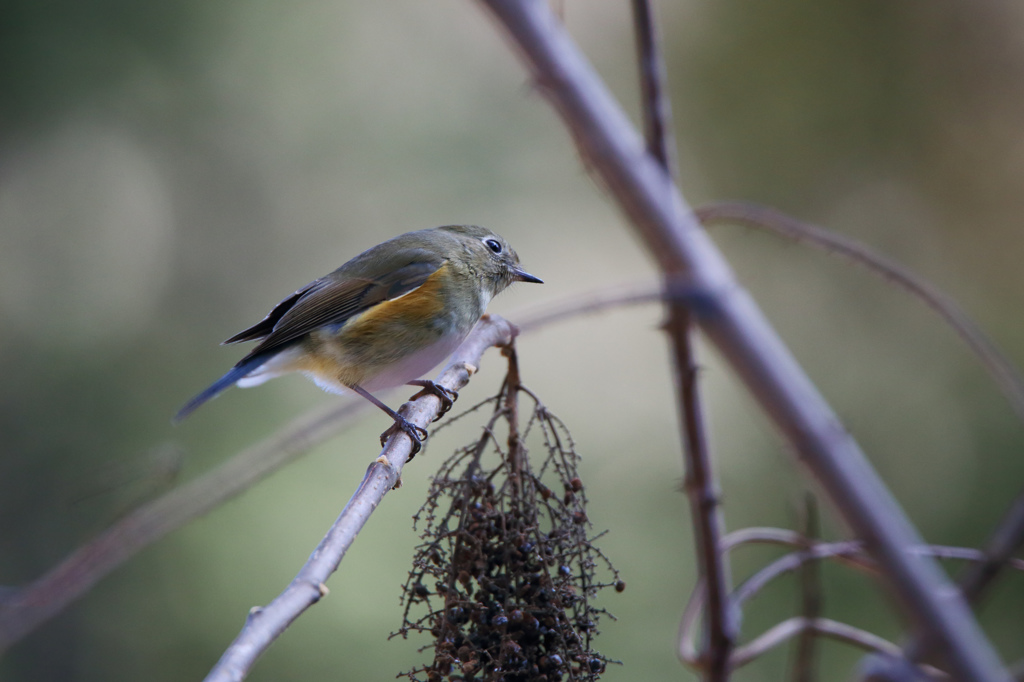 ルリビタキ♀型
