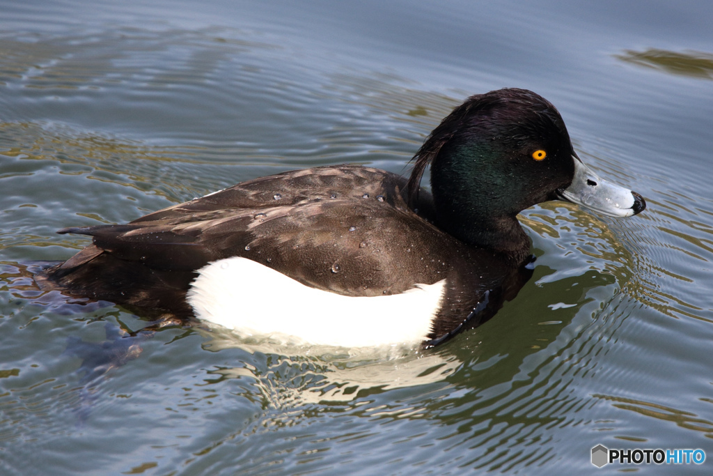 キンクロハジロ