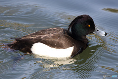 キンクロハジロ