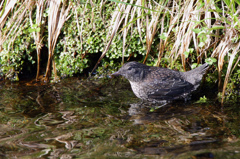 カワガラスの巣立ち雛