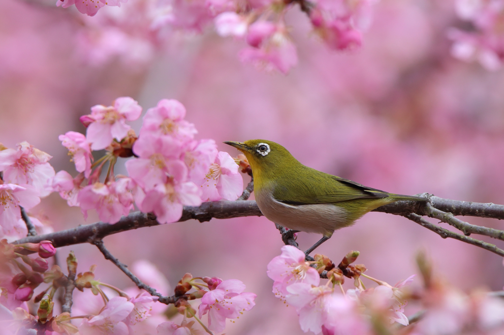 河津桜とメジロ