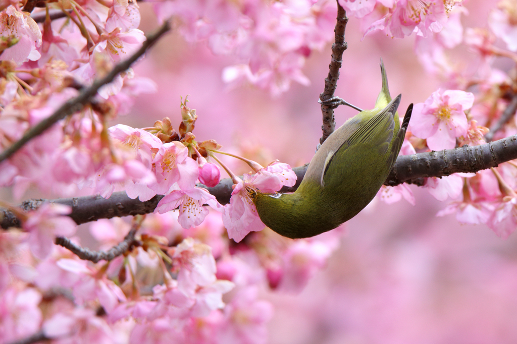 河津桜とメジロ