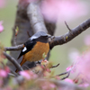 河津桜とジョウビタキ