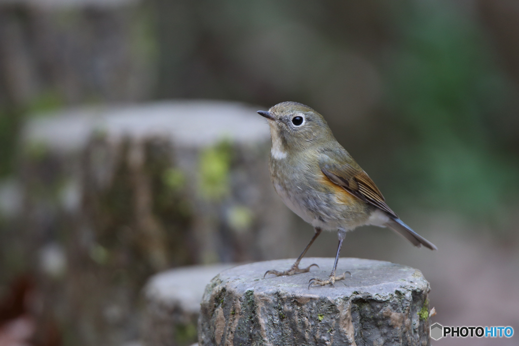 ルリビタキ（♀型）