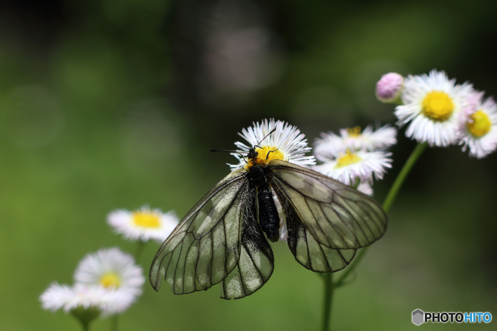 ウスバシロチョウ