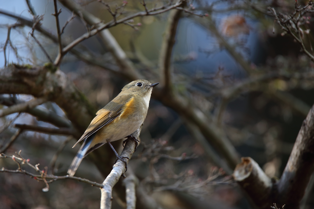 ルリビタキ（♀型）