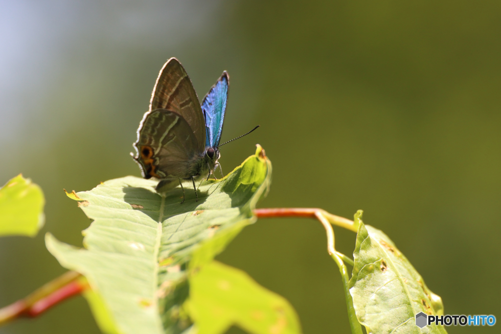 メスアカミドリシジミ