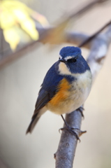 ルリビタキは、こう撮るのっ♪