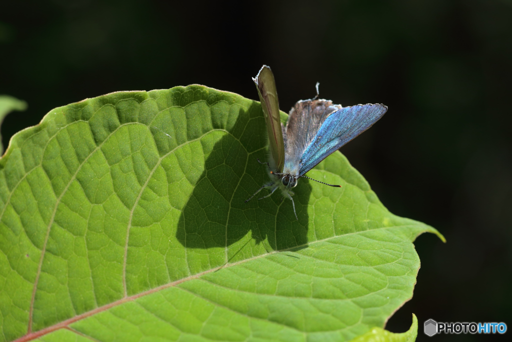 オオミドリシジミ