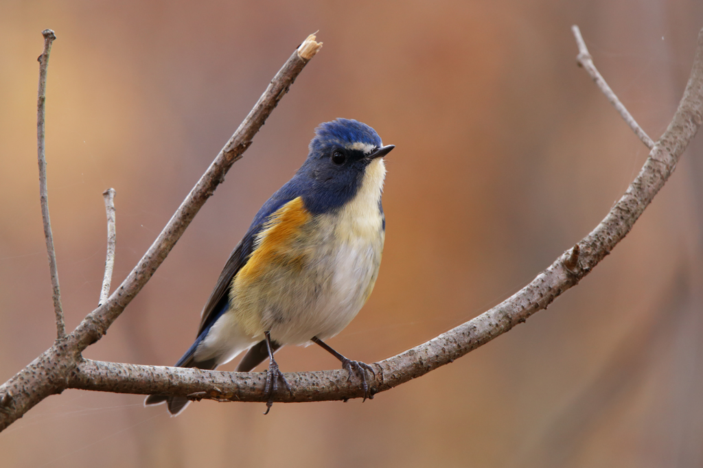 紅葉をバックにルリビタキ