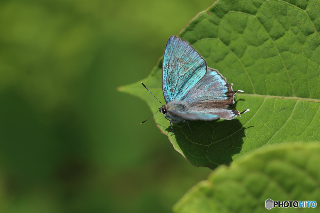 オオミドリシジミ