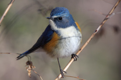 APS-C機でもルリビタキ