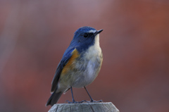 ルリビタキ（杭乗り）