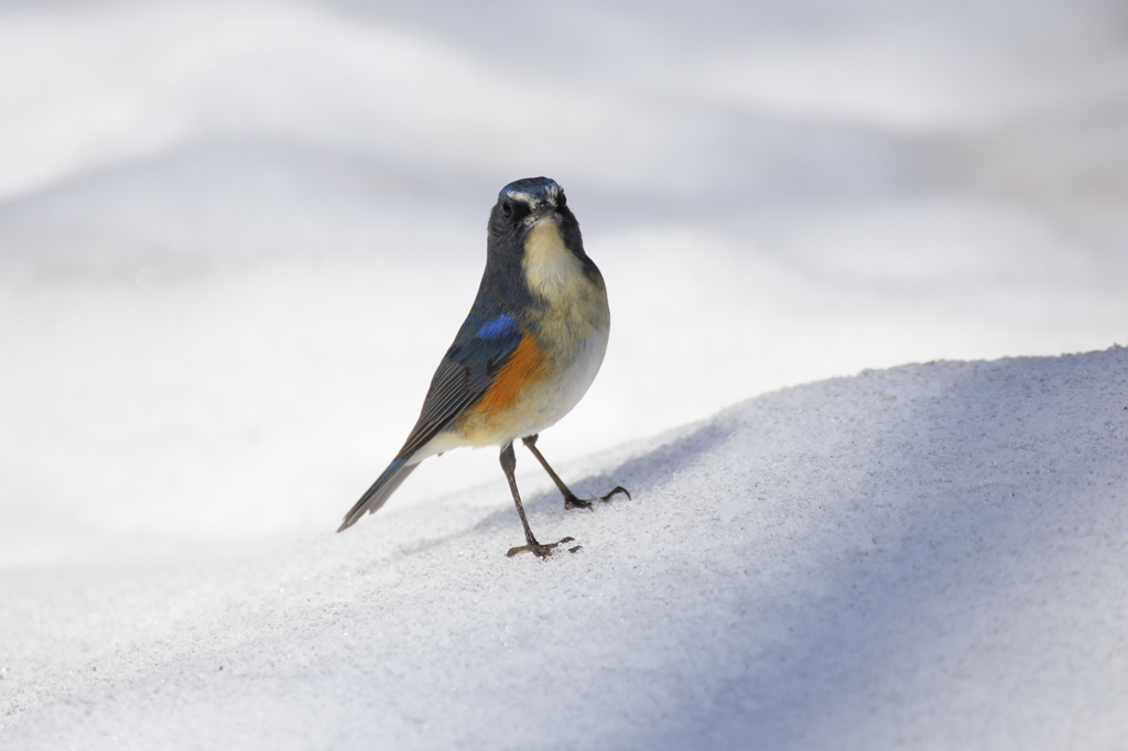 雪の日のルリビタキ 