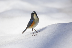 雪の日のルリビタキ 