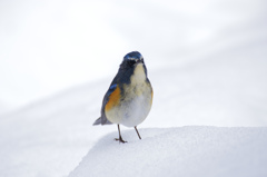 雪の日のルリビタキ 