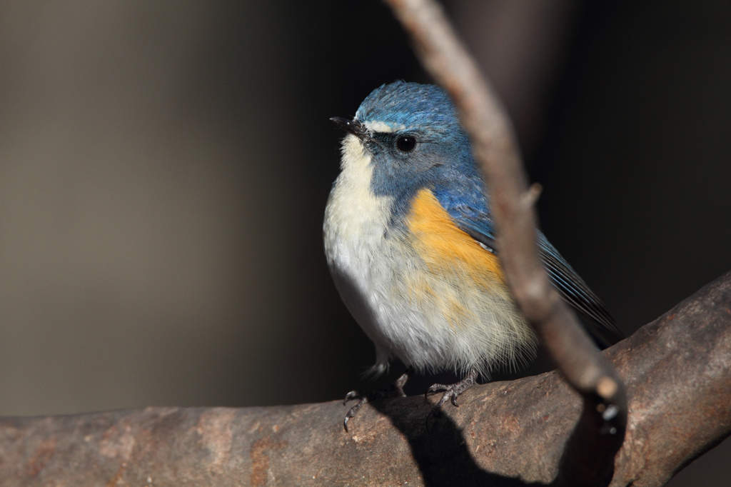 APS-C機でもルリビタキ