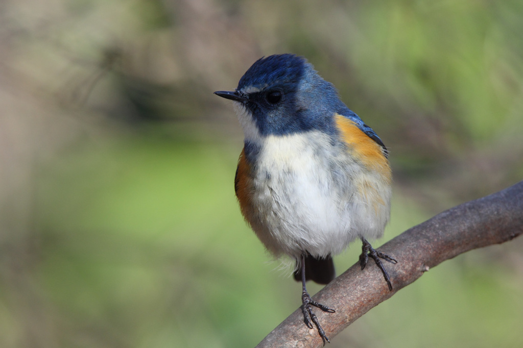 APS-C機でもルリビタキ
