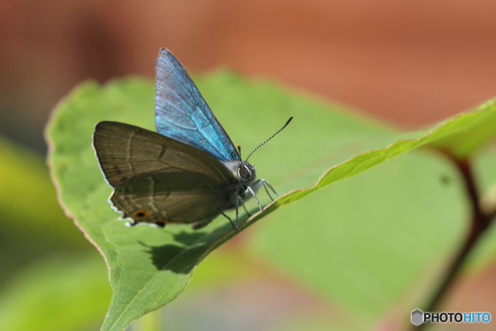 オオミドリシジミ