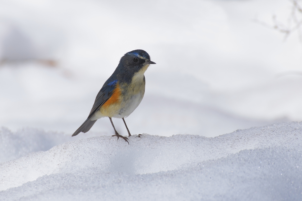 雪の日のルリビタキ 