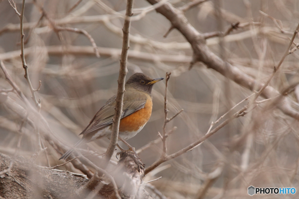 アカハラ（亜種オオアカハラ）