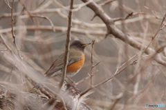 アカハラ（亜種オオアカハラ）