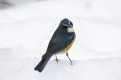 雪の日のルリビタキ 