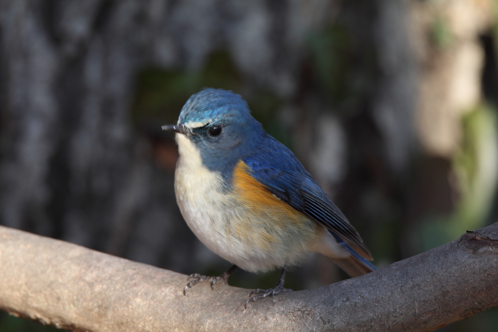 APS-C機でもルリビタキ