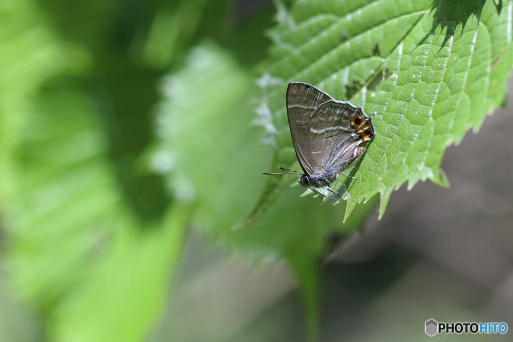 メスアカミドリシジミ