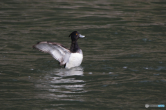 キンクロハジロ（♂）