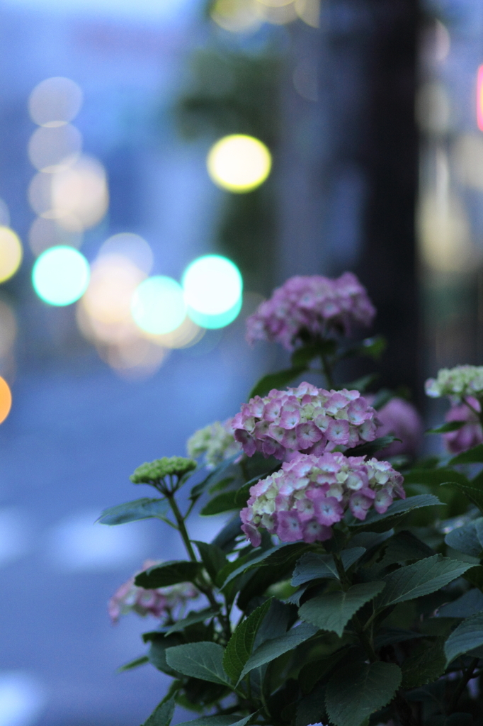 早朝の紫陽花（5）