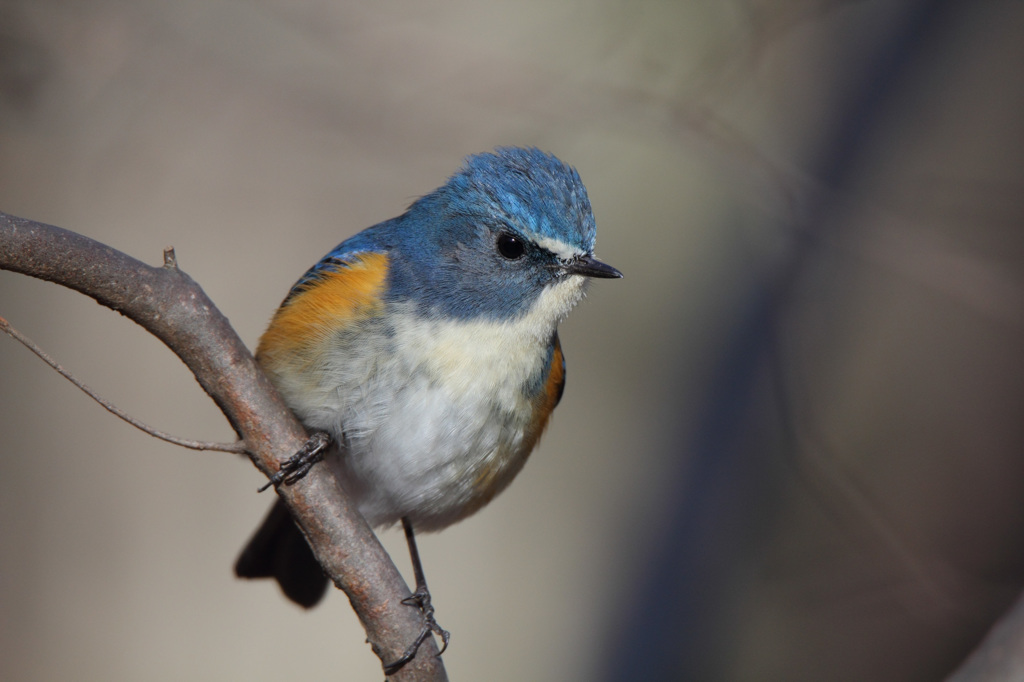 APS-C機でもルリビタキ
