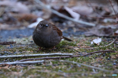 カヤクグリ