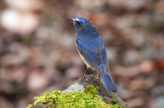 超解像ルリビタキ