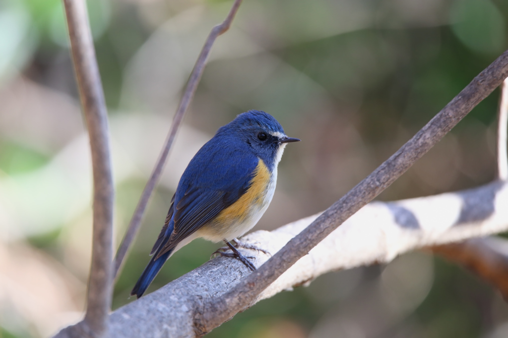 ルリビタキ（順光日影）