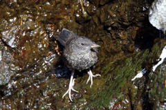 カワガラスの巣立ち雛（ほぼ最短）