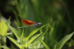 100-400（Ⅱ型）試し撮り