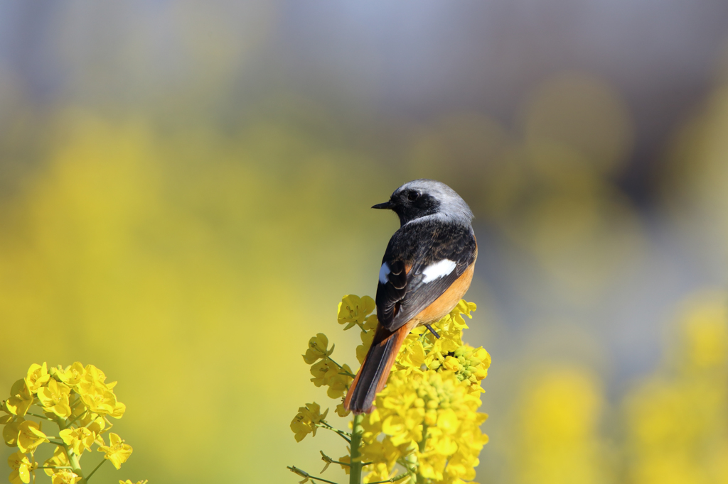 菜の花とジョウビタキ