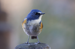 ルリビタキ（杭乗り）