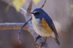 ルリビタキは、こう撮るのっ♪