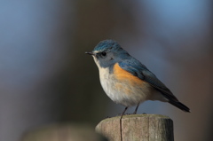 APS-C機でもルリビタキ